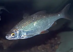 Roach: ROACH FISH