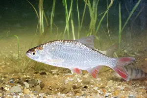 Rutilus: ROACH