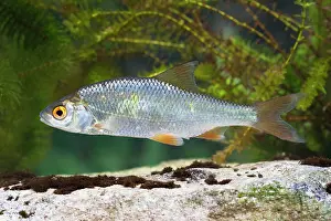 Photographed: Roach - Single juvenile photographed underwater