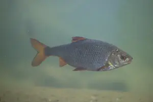 Bony Fish: Roach