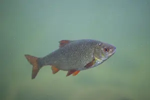 Bony Fish: Roach