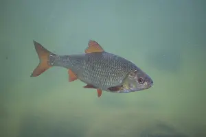 Bony Fish: Roach