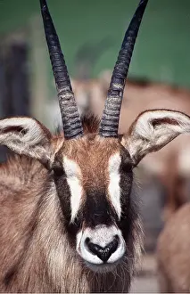 Antelopes: ROAD ANTELOPE - head-on