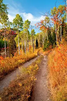 Populus: Road through autumn colors