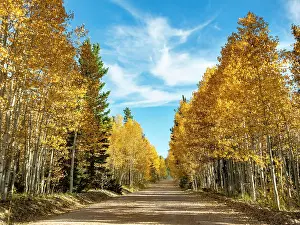 200819: Road through autumnal aspen forest, Utah, southwest