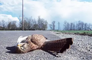Roadkill: ROAD CASUALTY - dead Kestrel / Common Kestrel