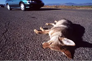 Roadkill: ROAD DEATH - Coyote and passing car