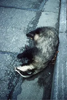 Roadkill: ROAD DEATH - European Badger in gutter