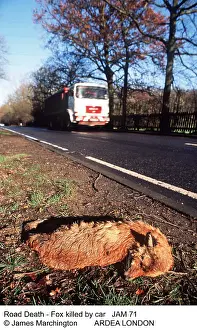 Lorry: ROAD DEATH - Fox on verge killed by car