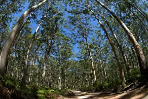 Margaret: Road through Eucalyptus tree forest