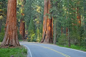 Sequoiadendron: Road through Giant Sequoia / Wellingtonia / Sierra