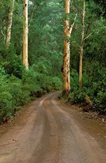 Warren: Road through karri forest (Eucalyptus diversicolor)