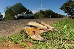Roadkill: Road-killed Collared Anteater