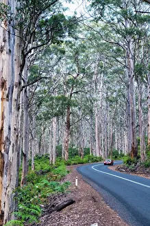 Eucalypts: Road passing through forest of karri trees, the