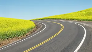 Danita Delimont: Road splitting canola field with matching yellow center
