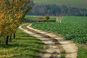 Wine: A road winding through fields and vines. Moravia