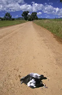 Roadkill: Roadkill in Australia