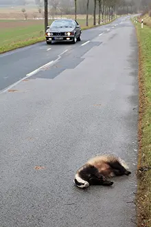 Roadkill: Roadkill - Badger - lying dead on road