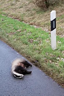 Roadkill: Roadkill - Badger - lying dead on road