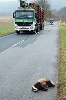 Roadkill: Roadkill - Badger - lying dead on road