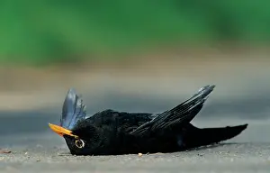 Roadkill: Roadkill - Blackbird dead on the road