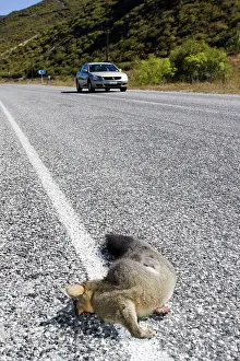 Roadkill: Roadkill - Brush-tail possum lying dead on tarmac road