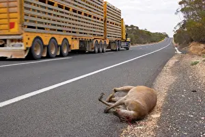 Lorry: Roadkill - carcass of a Kangaroo lies on the roadside