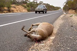 Roadkill: Roadkill - carcass of a kangaroo on the roadside