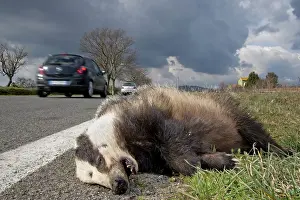 Roadkill: Roadkill - dead Badger by roadside