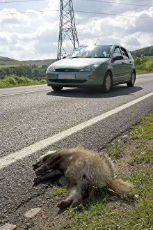 Roadkill: Roadkill - Dead European Badger at roadside