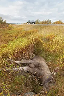 Roadkill: Roadkill Moose Roadkill moose at side of highway Norway