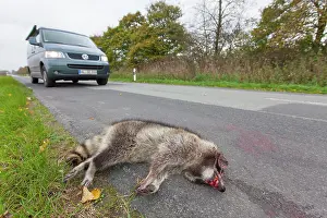 Roadkill: Roadkill Racoon Roadkill Racoon at side of highway Germ