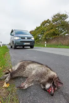 Roadkill: Roadkill Racoon Roadkill Racoon at side of highway Germ