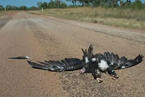 Roadkill: Roadkill - Wedge-tailed Eagle killed by a road train