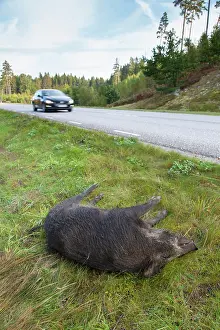 Roadkill: Roadkill Wild boar Roadkill Wild Boar at side of highwa