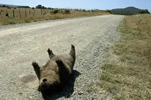 Roadkill: Roadkill - Wombat