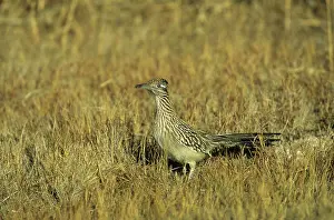 Roadrunners: Roadrunner