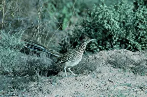 Roadrunner: Roadrunner