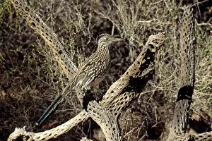 Roadrunner: Roadrunner