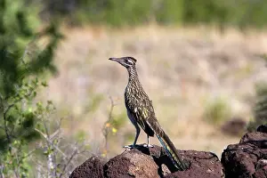 Californianus: Roadrunner (Geococcyx californianus)