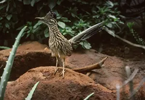 Roadrunner: Roadrunner (Geococcyx sp.)