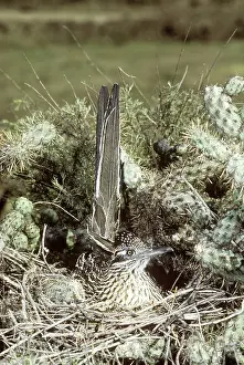 Roadrunner: Roadrunner (Geococcyx sp.) at nest