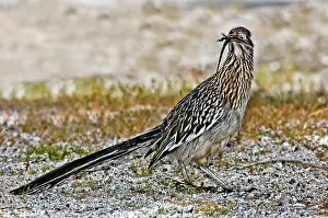 Geococcyx: Roadrunner with lizard