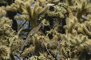 Roadrunner: Roadrunner with Lizard