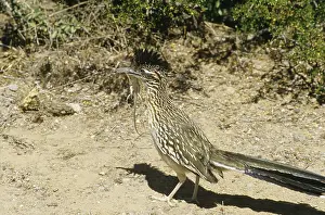 Roadrunner: Roadrunner with lizard prey