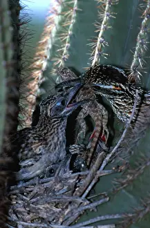 Roadrunner: Roadrunner in Nest