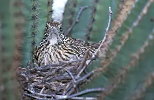 Roadrunner: Roadrunner in Nest
