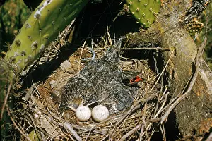 Californianus: Roadrunner Nest