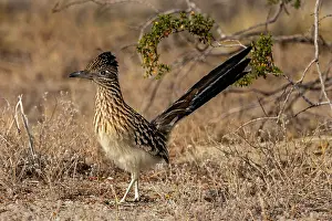 Roadrunner: Roadrunner in Palm Springs, California, USA