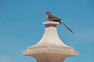 Roadrunner: Roadrunner Perched on Pedestal